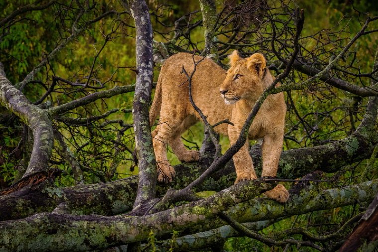 116 Masai Mara, leeuw.jpg